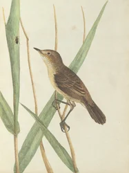 Cannaiola